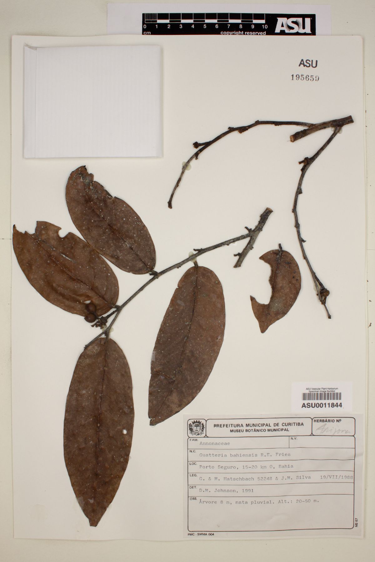 Guatteria bahiensis image