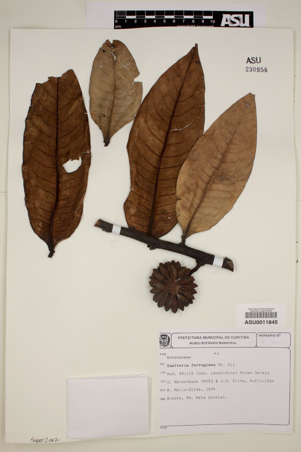 Guatteria ferruginea image