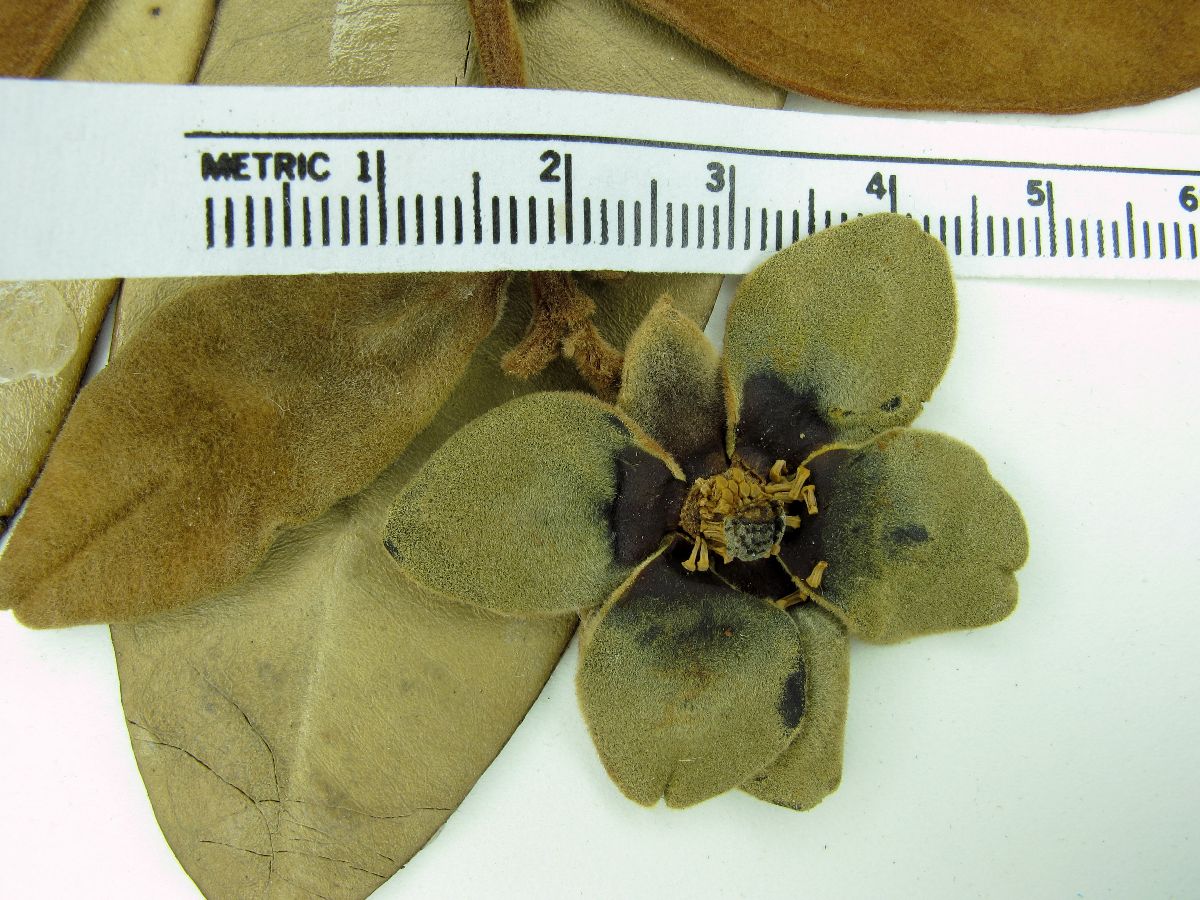 Guatteria notabilis image