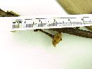 Guatteria pogonopus image