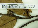 Guatteria pogonopus image