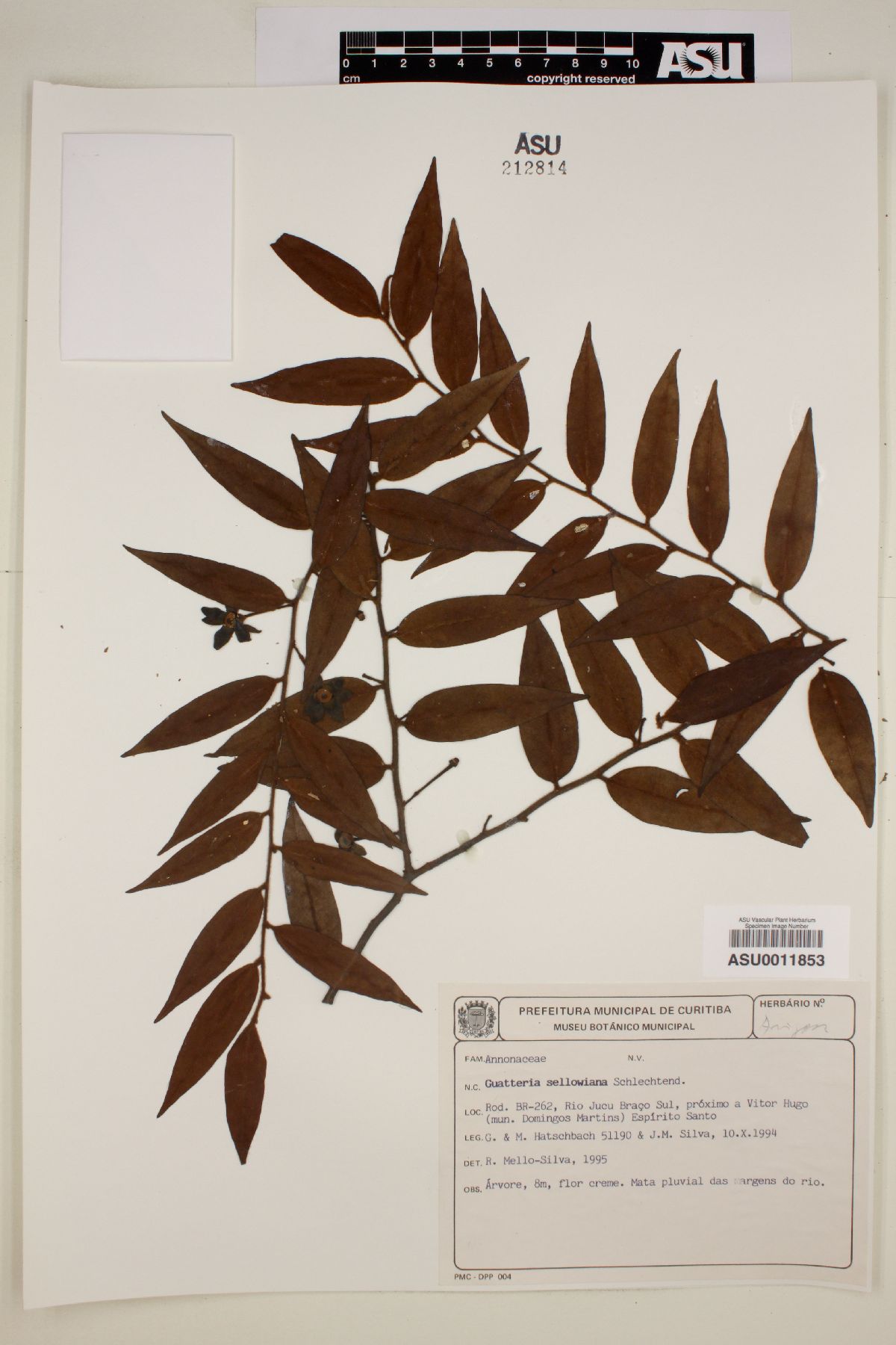 Guatteria sellowiana image