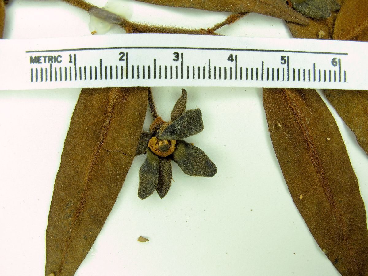 Guatteria sellowiana image