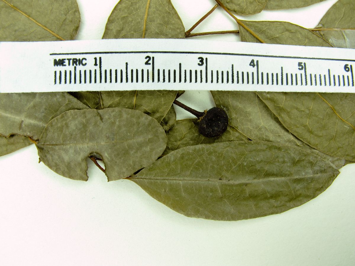 Rollinia emarginata image