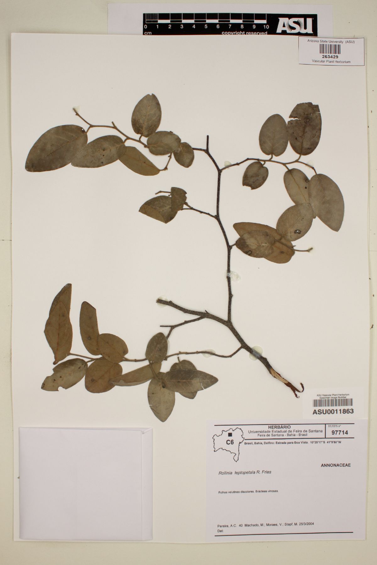 Rollinia leptopetala image