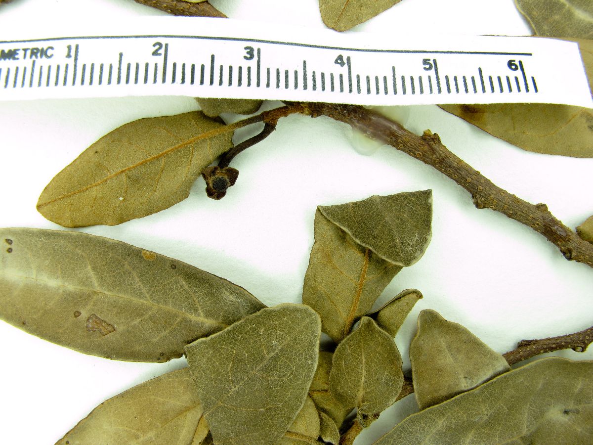 Rollinia leptopetala image