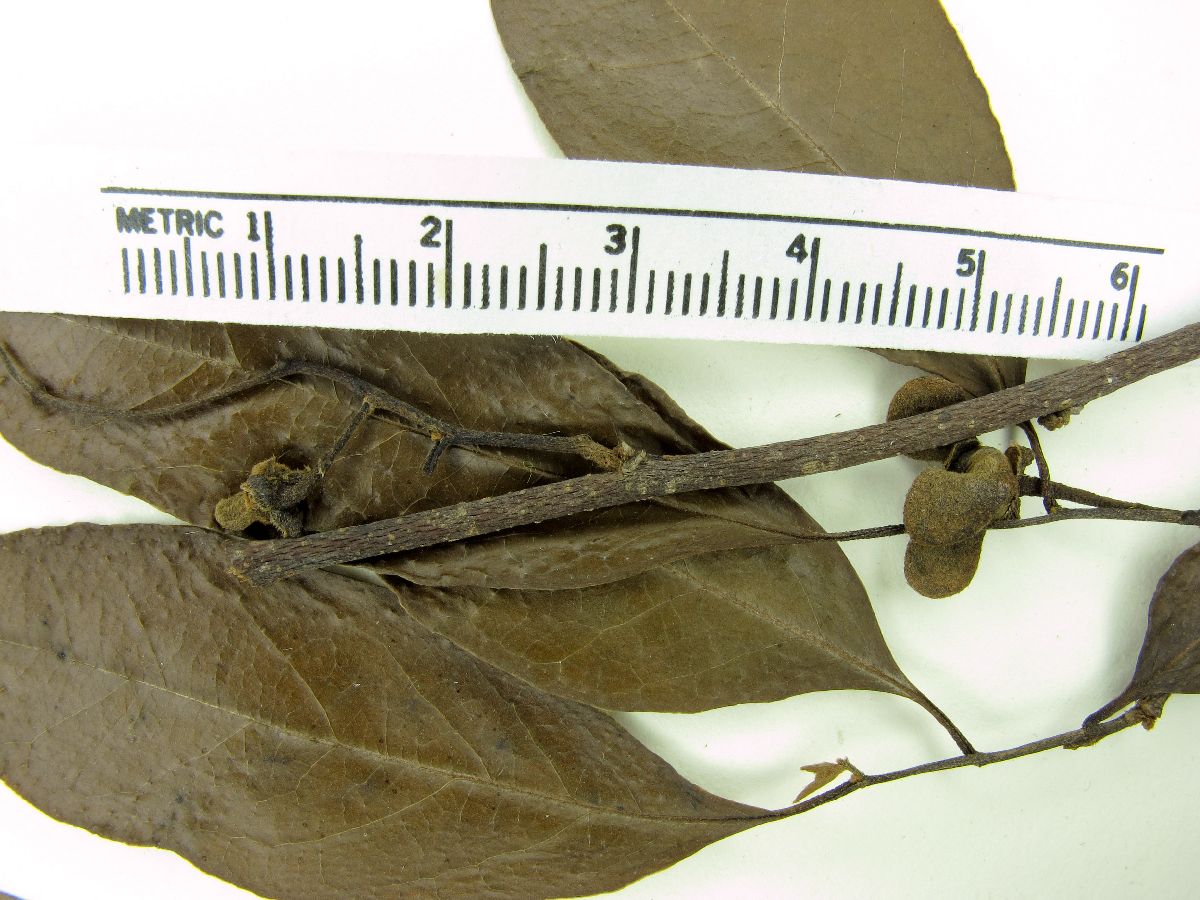 Rollinia rugulosa image