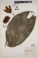 Sapranthus palanga image
