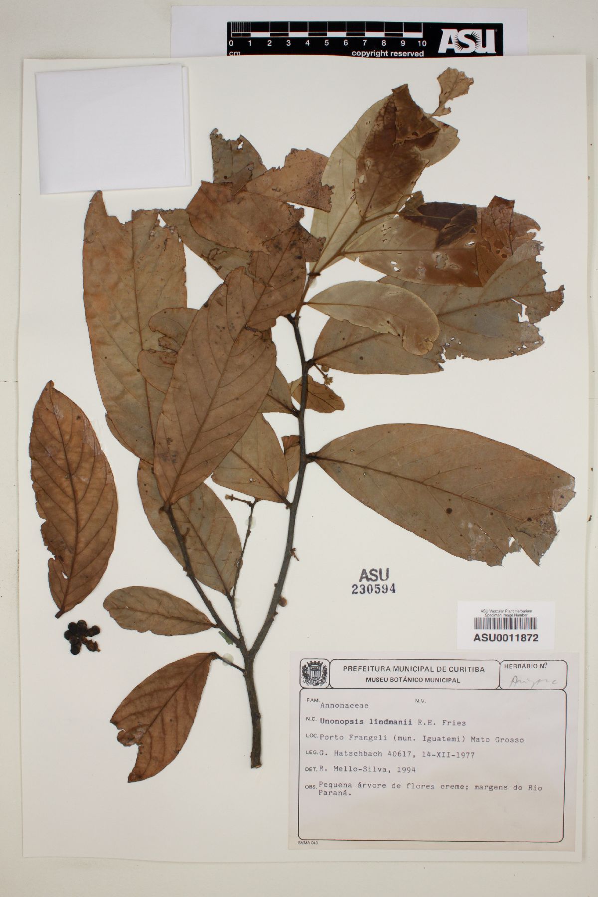 Unonopsis lindmani image