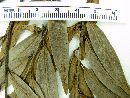 Xylopia brasiliensis image