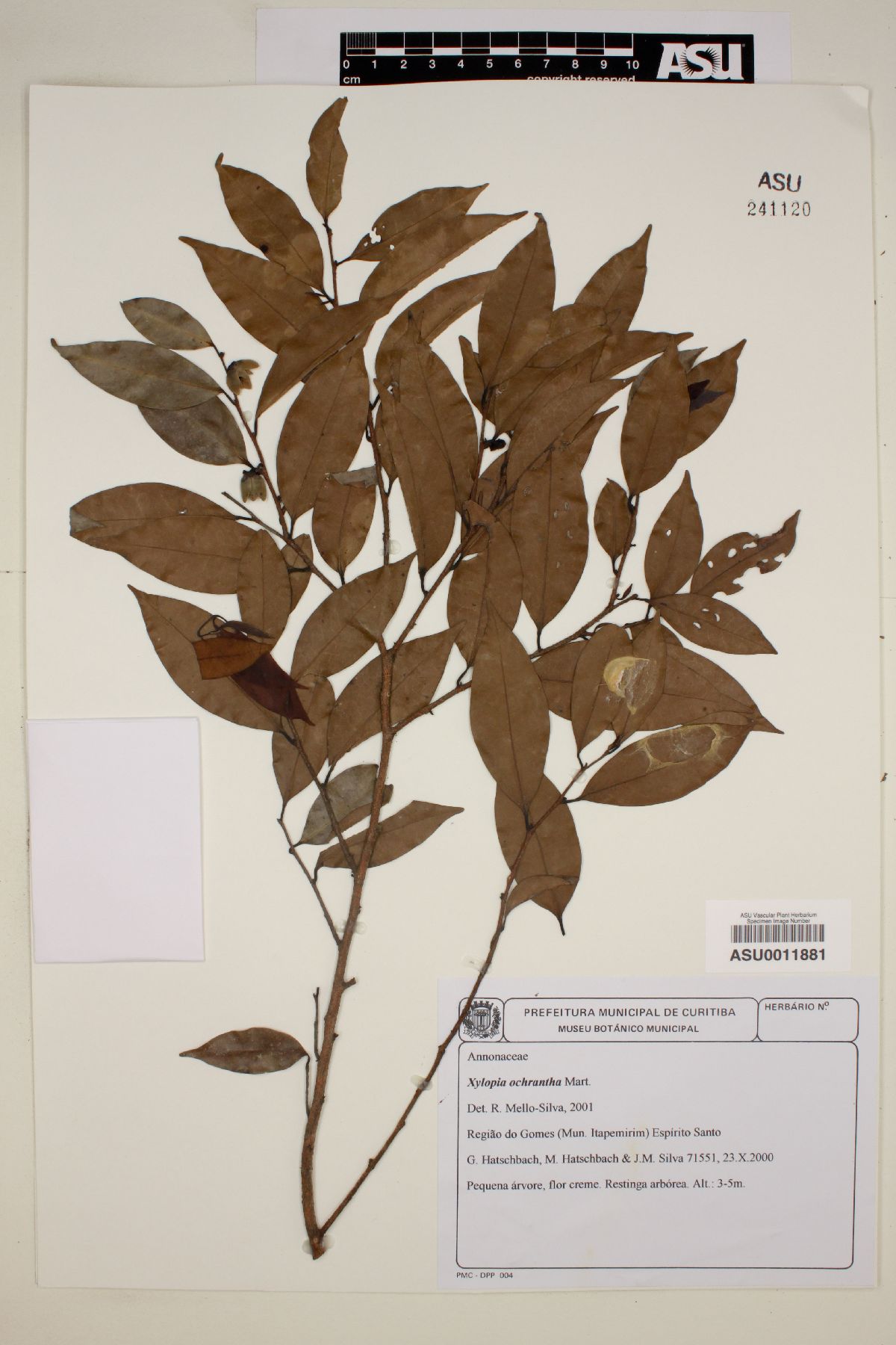 Xylopia ochrantha image