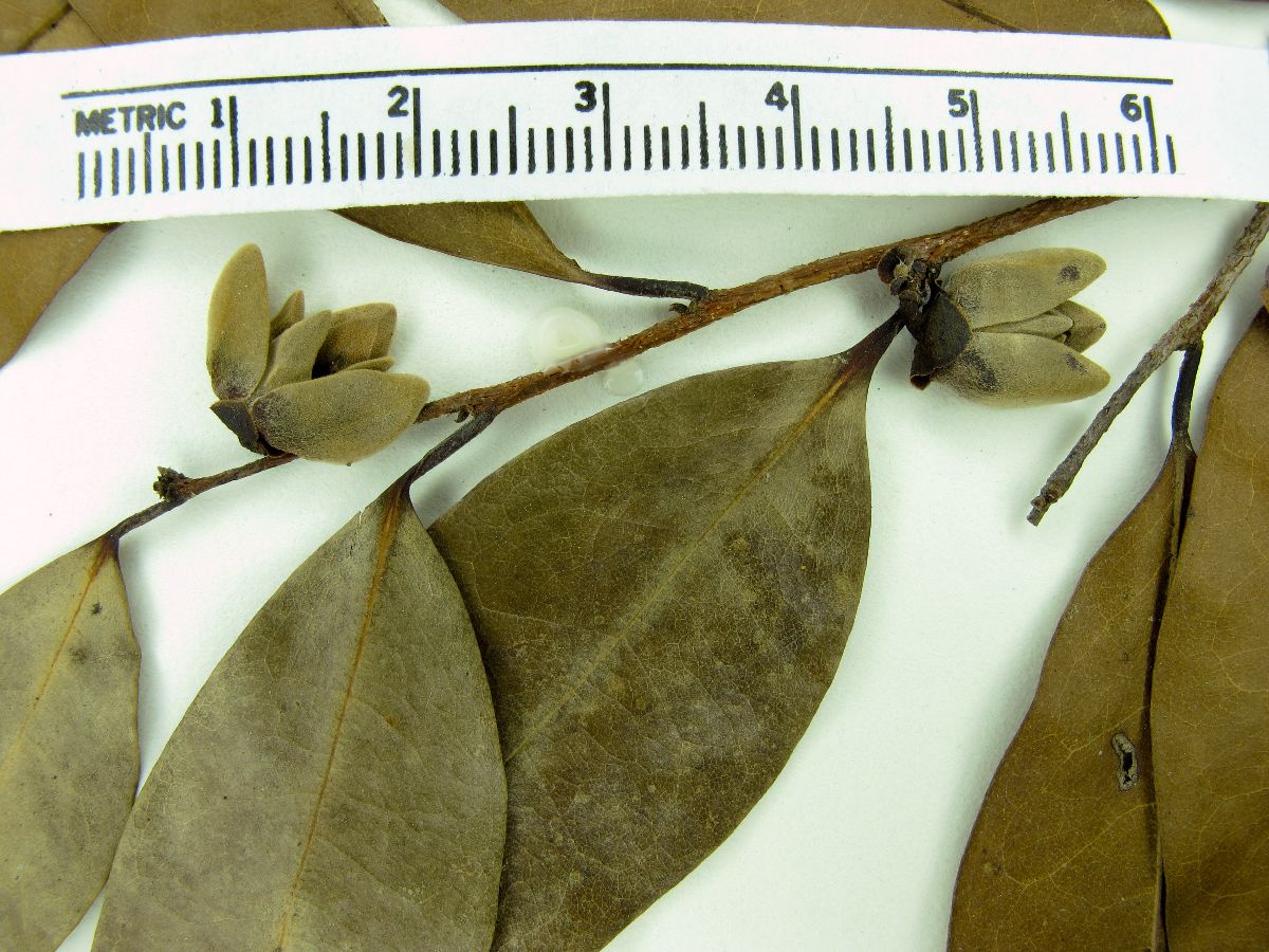 Xylopia ochrantha image