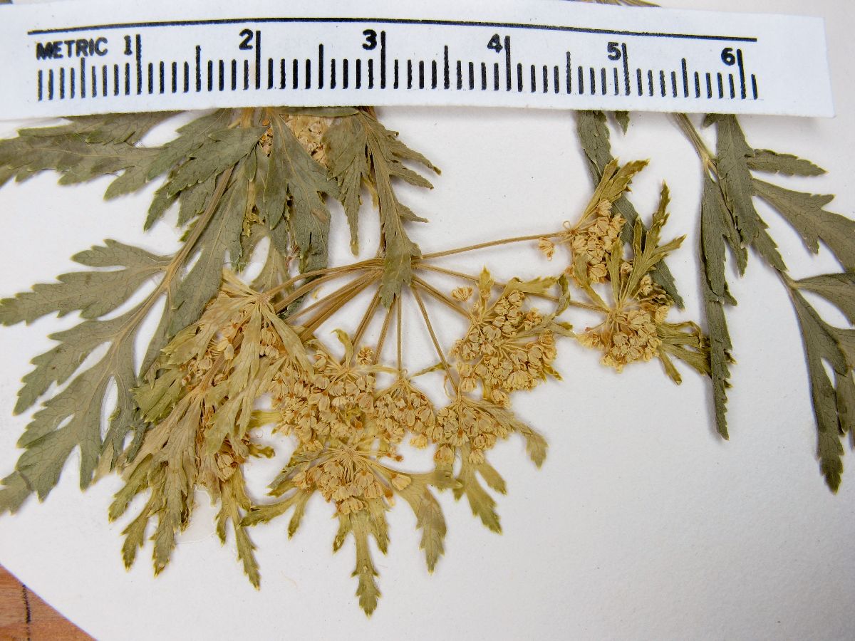 Arracacia edulis image