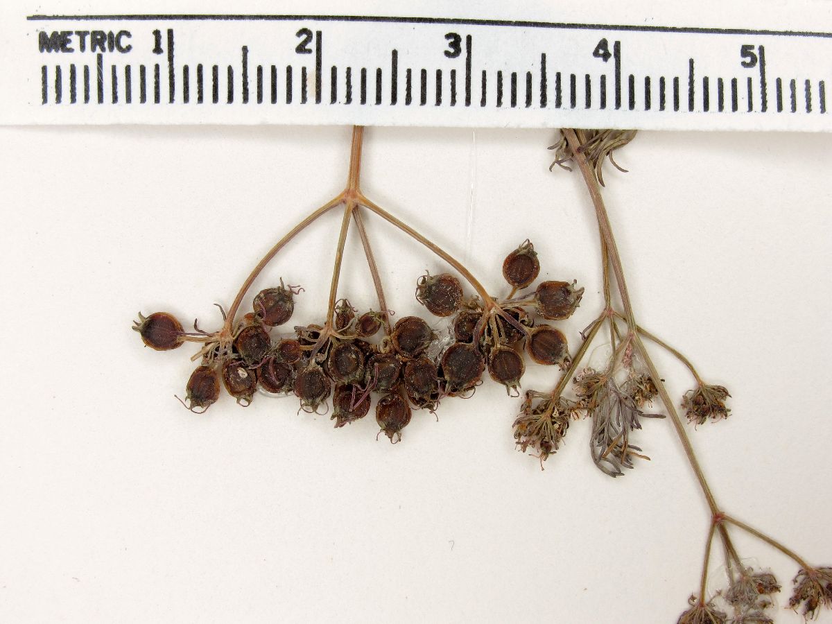 Coriandrum sativum image