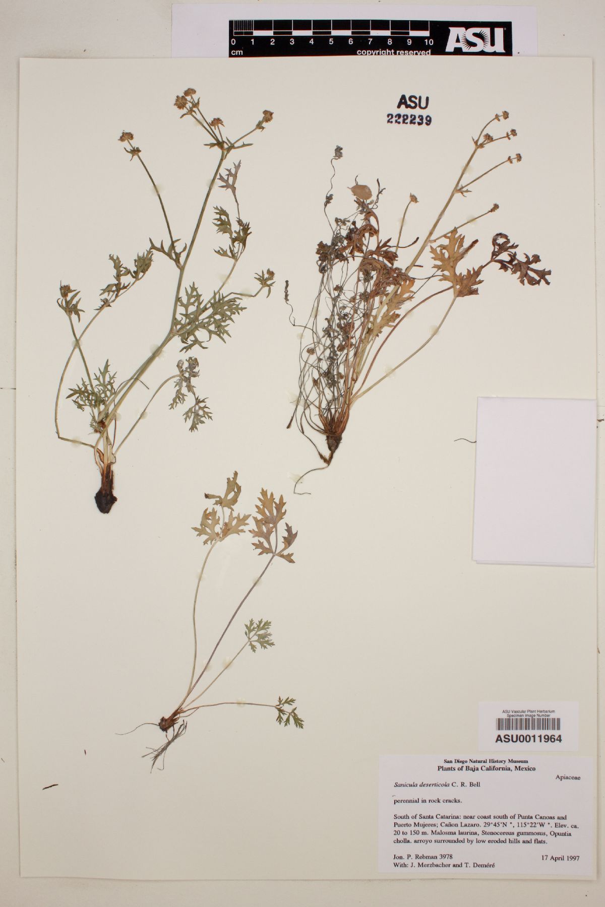 Sanicula deserticola image