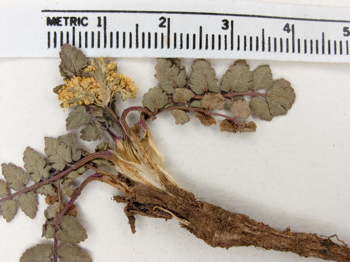 Tauschia image