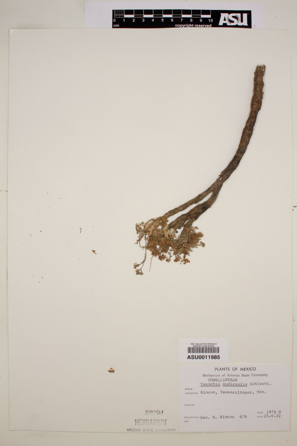 Tauschia nudicaulis image