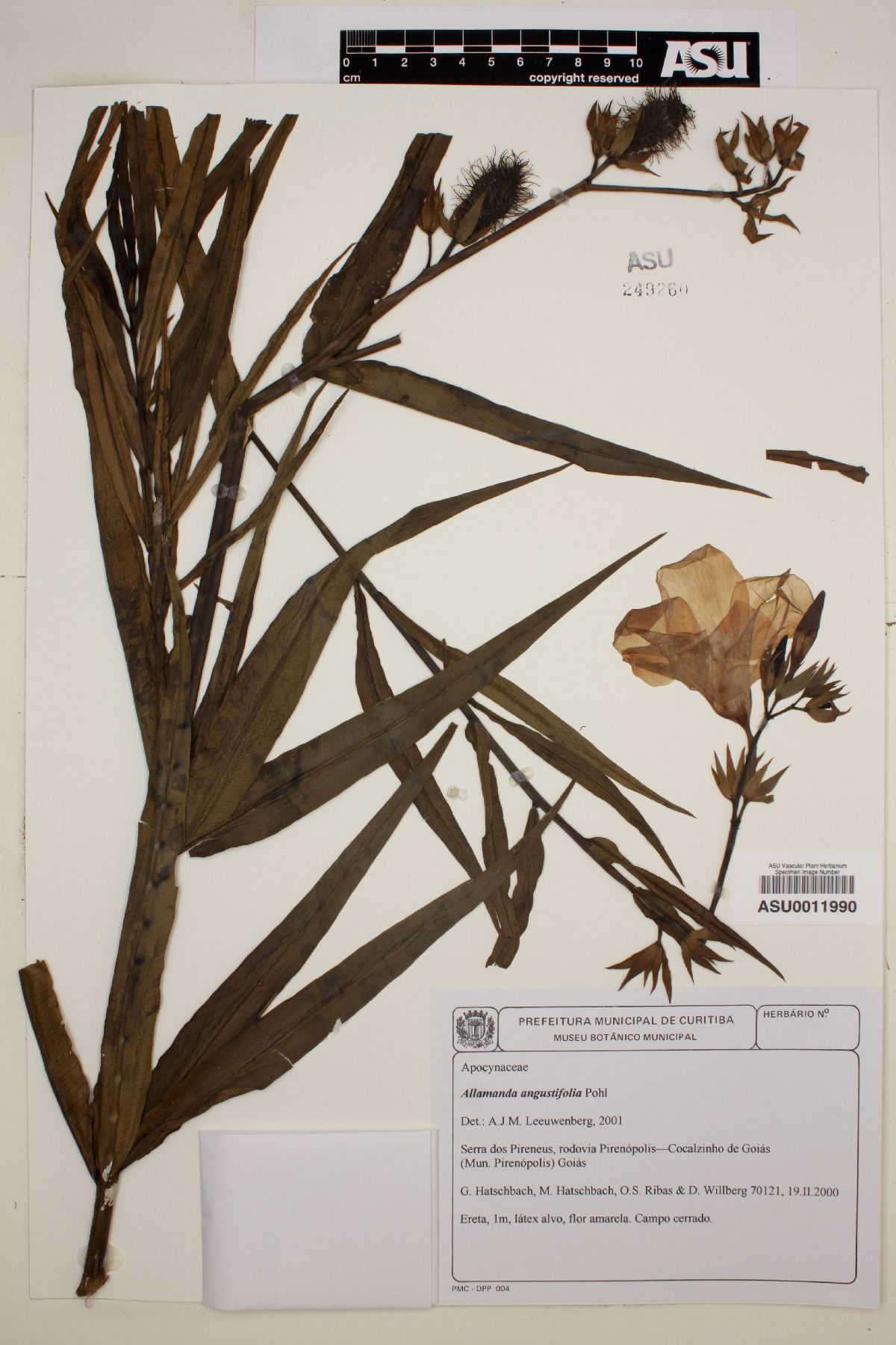 Allamanda angustifolia image
