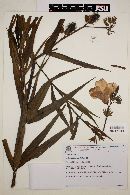 Image of Allamanda angustifolia