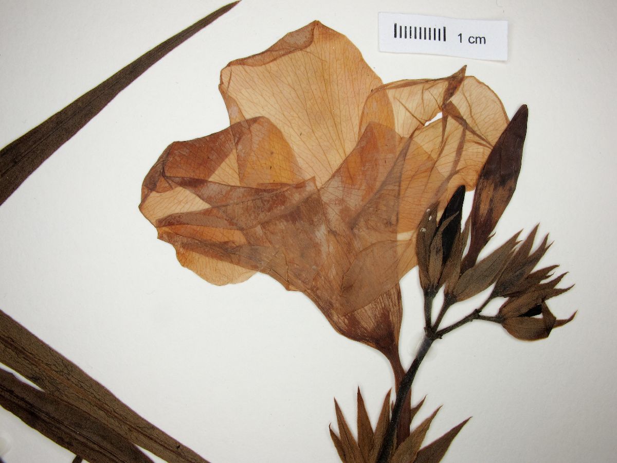 Allamanda angustifolia image