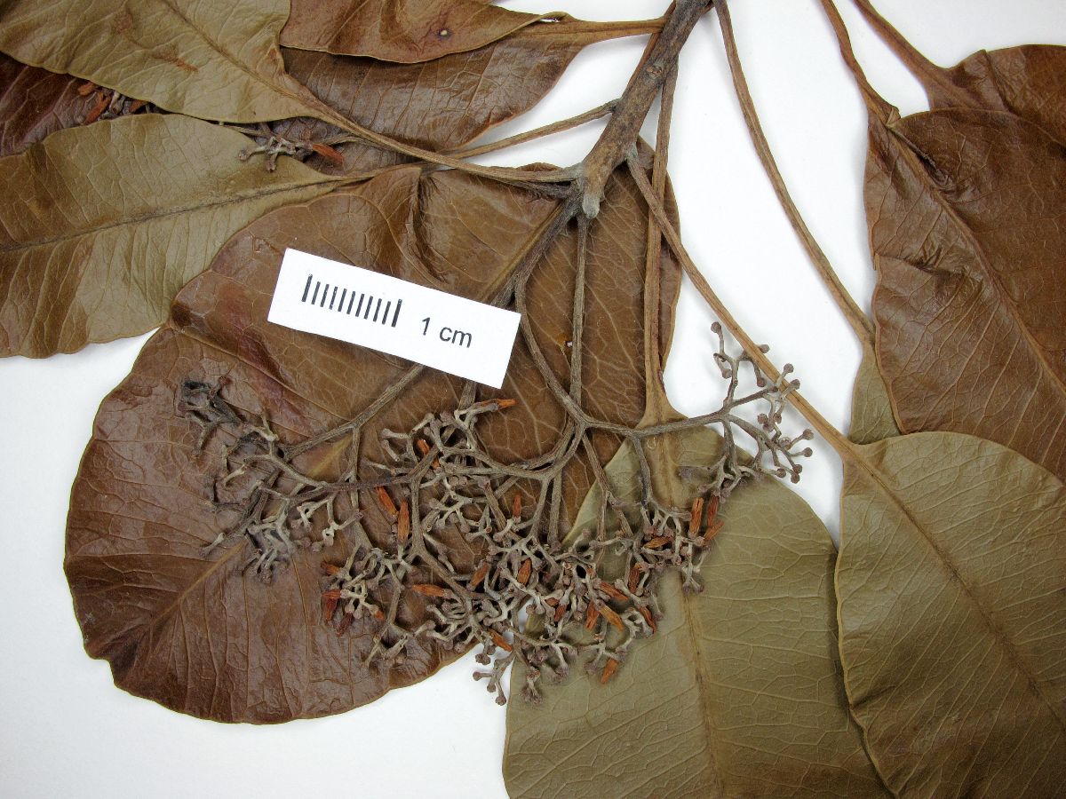 Aspidosperma dispermum image