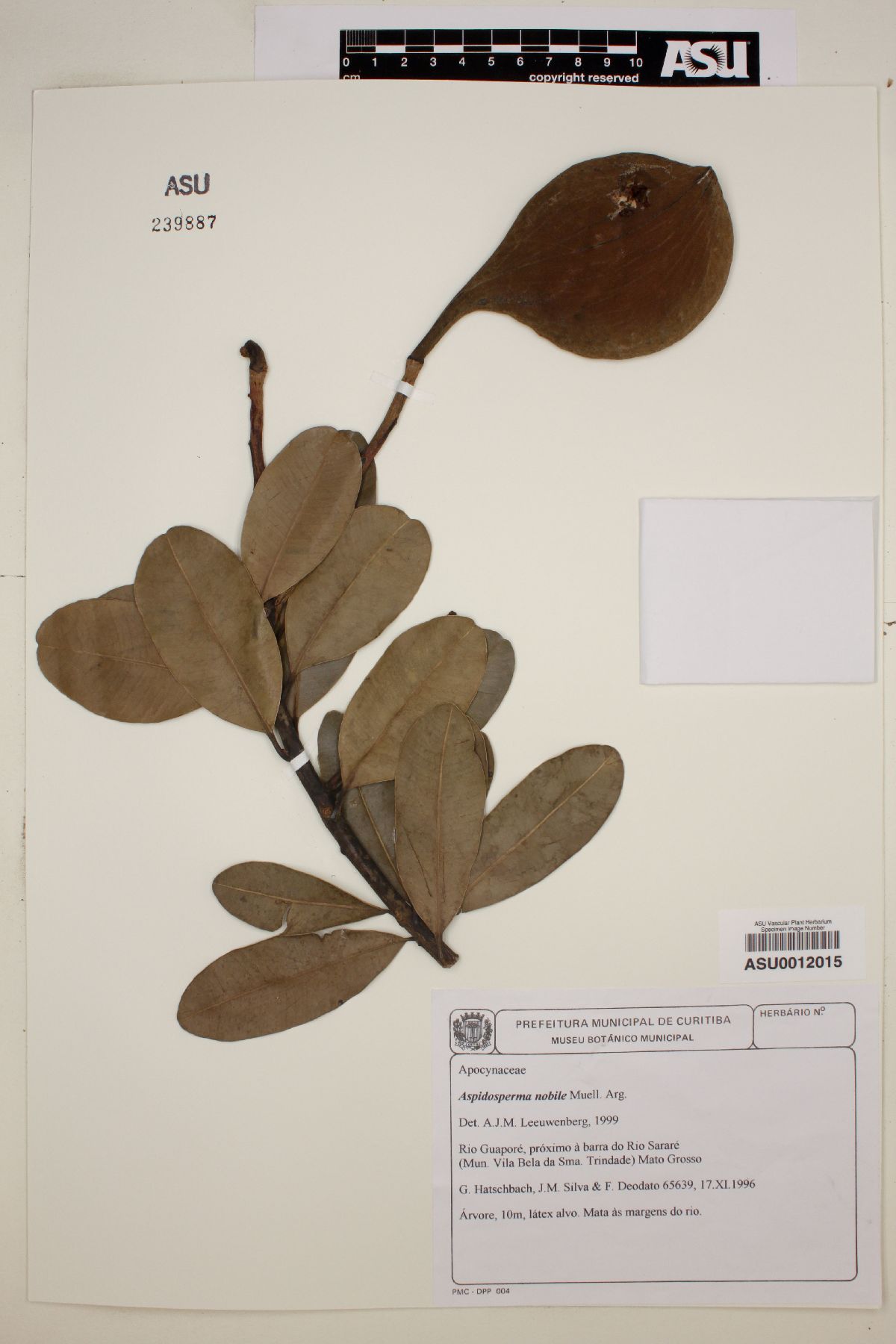 Aspidosperma nobile image