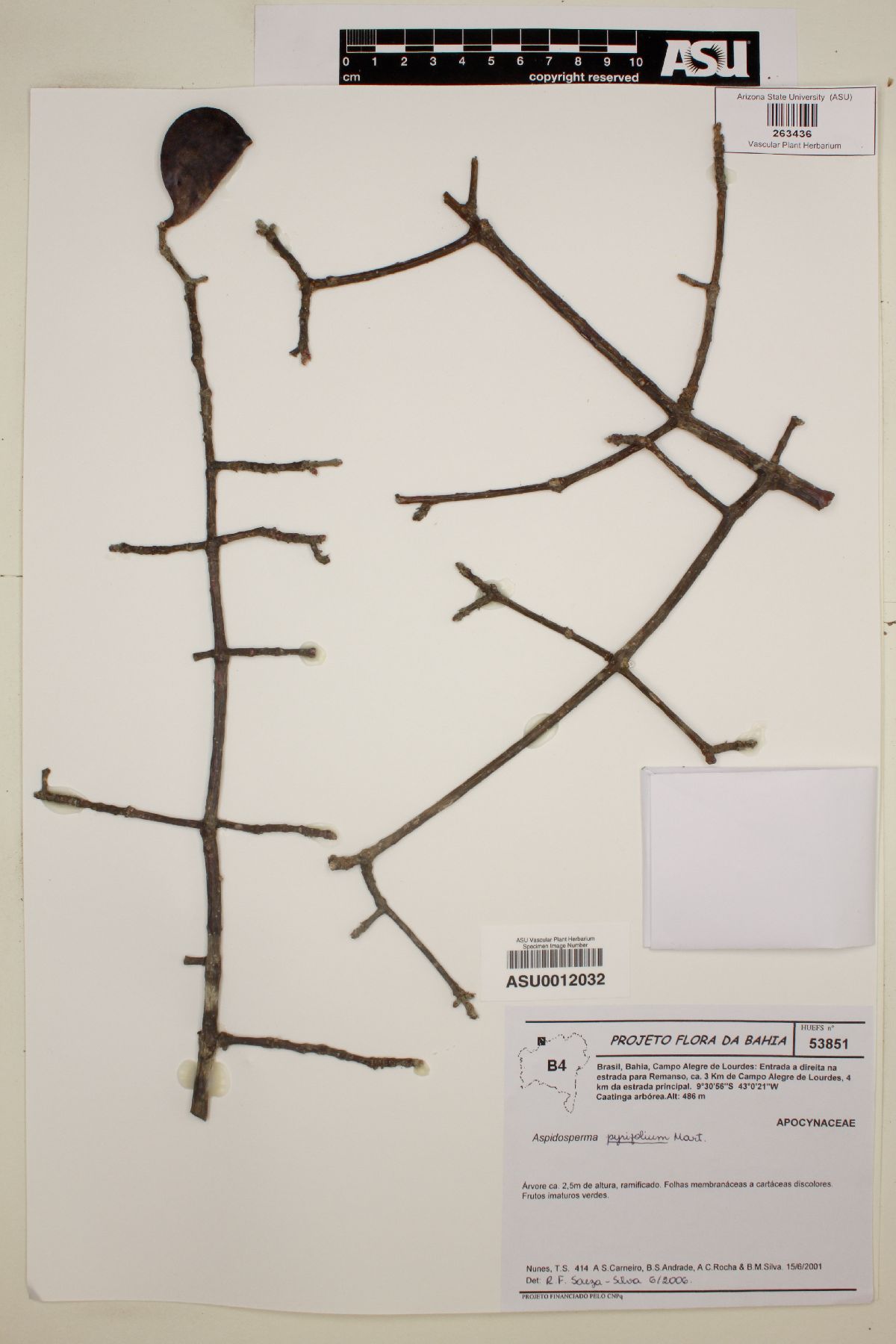 Aspidosperma pyrifolium image