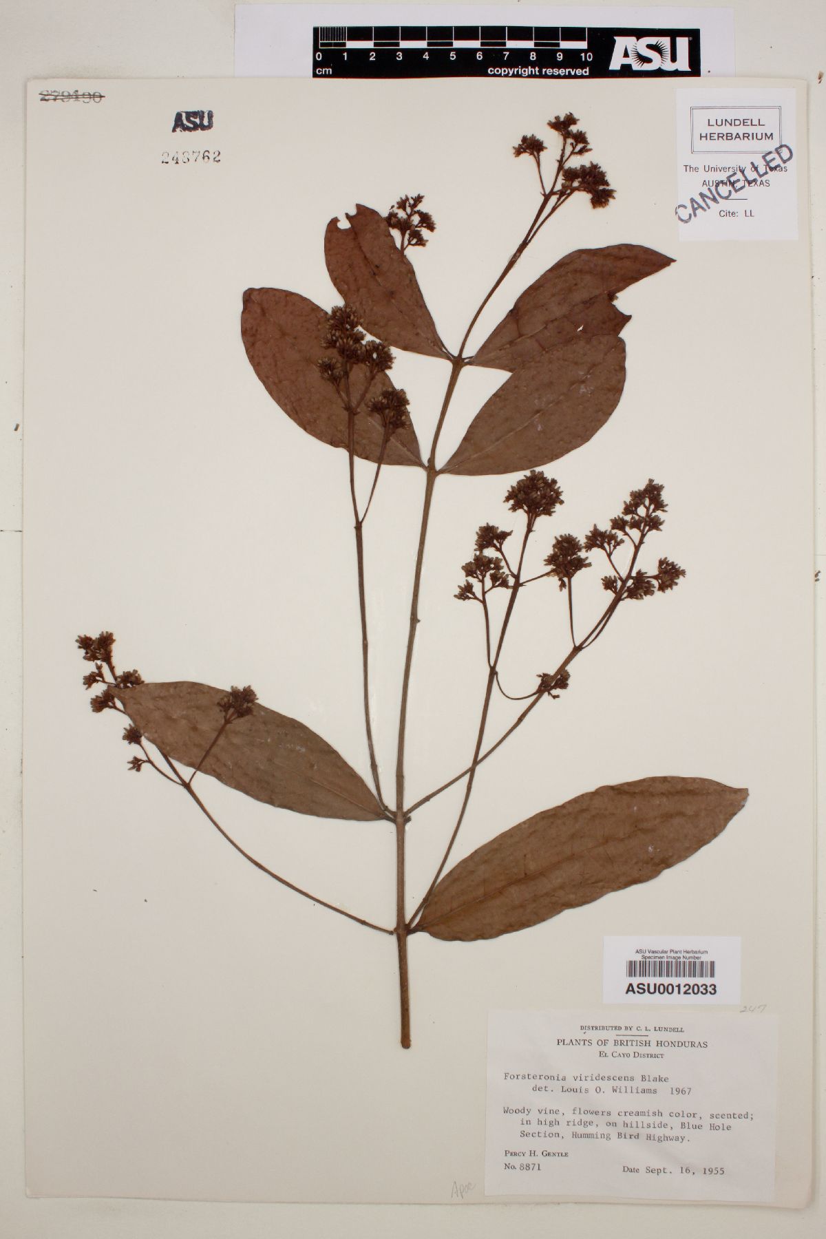 Forsteronia viridescens image