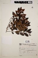 Forsteronia leptocarpa image