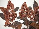 Forsteronia leptocarpa image