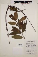 Forsteronia viridescens image