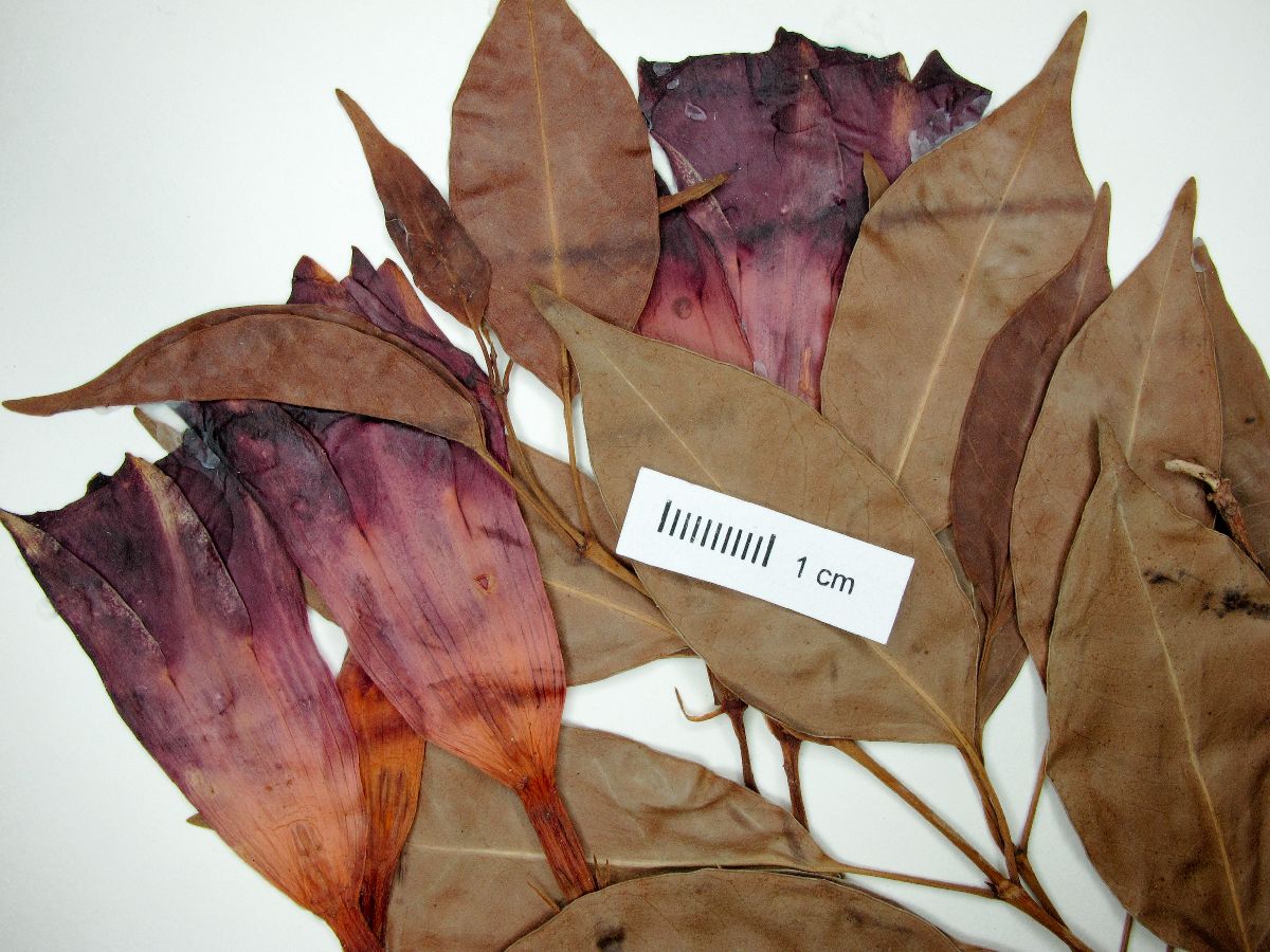Mandevilla atroviolacea image