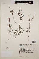 Mandevilla tenuifolia image
