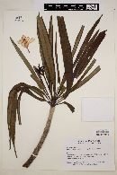 Plumeria alba image