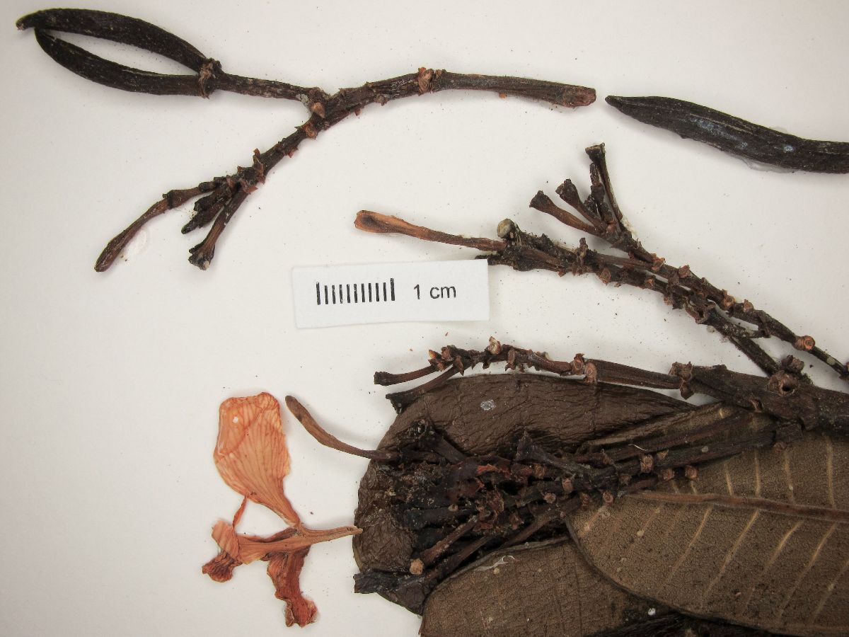 Plumeria tuberculata image