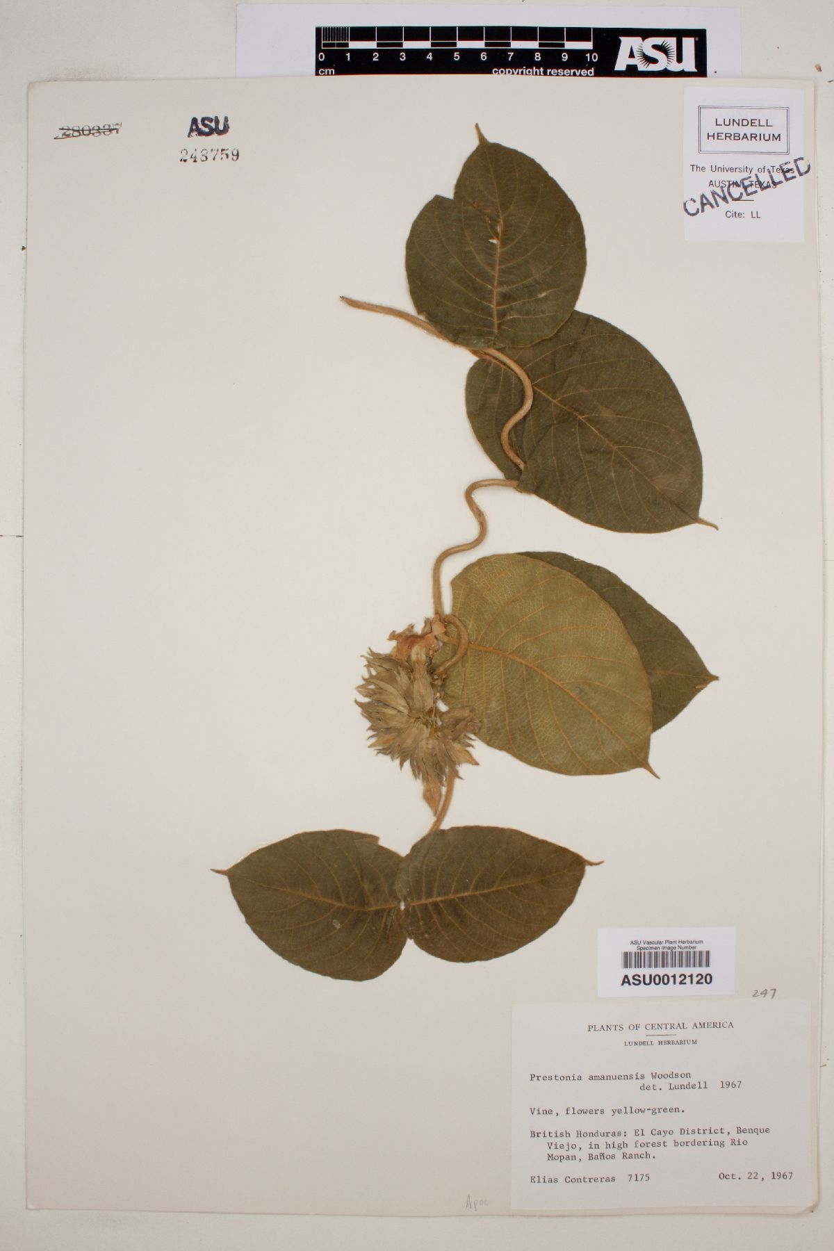 Prestonia amanuensis image