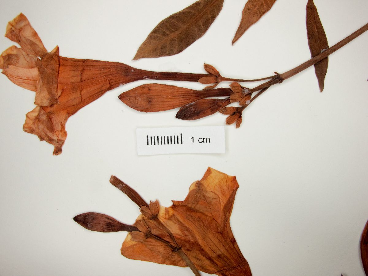 Rhabdadenia biflora image