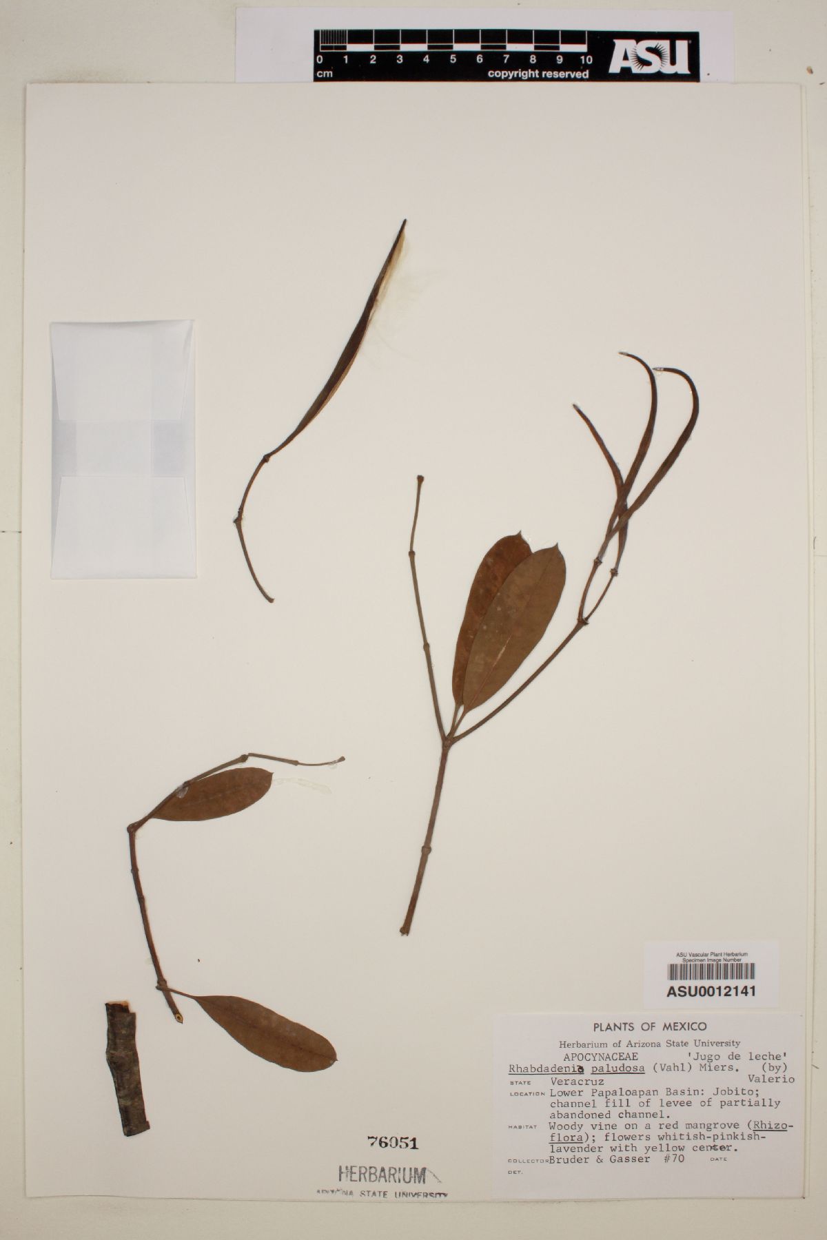 Rhabdadenia paludosa image