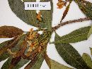 Tabernaemontana australis image