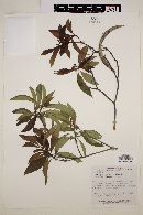 Tonduzia longifolia image
