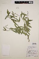 Vallesia glabra image