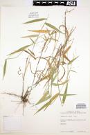 Image of Panicum joorii