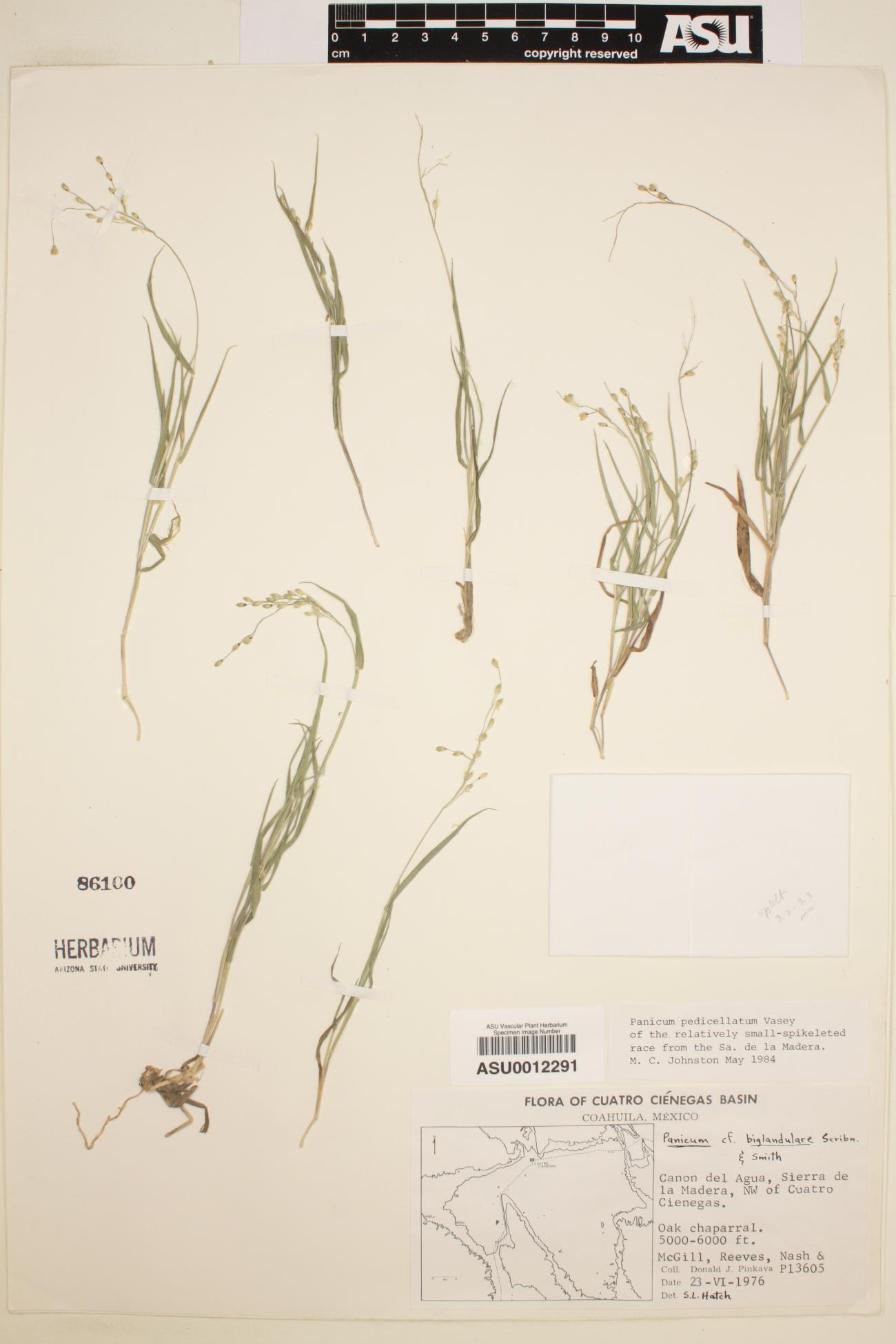 Panicum biglandulare image