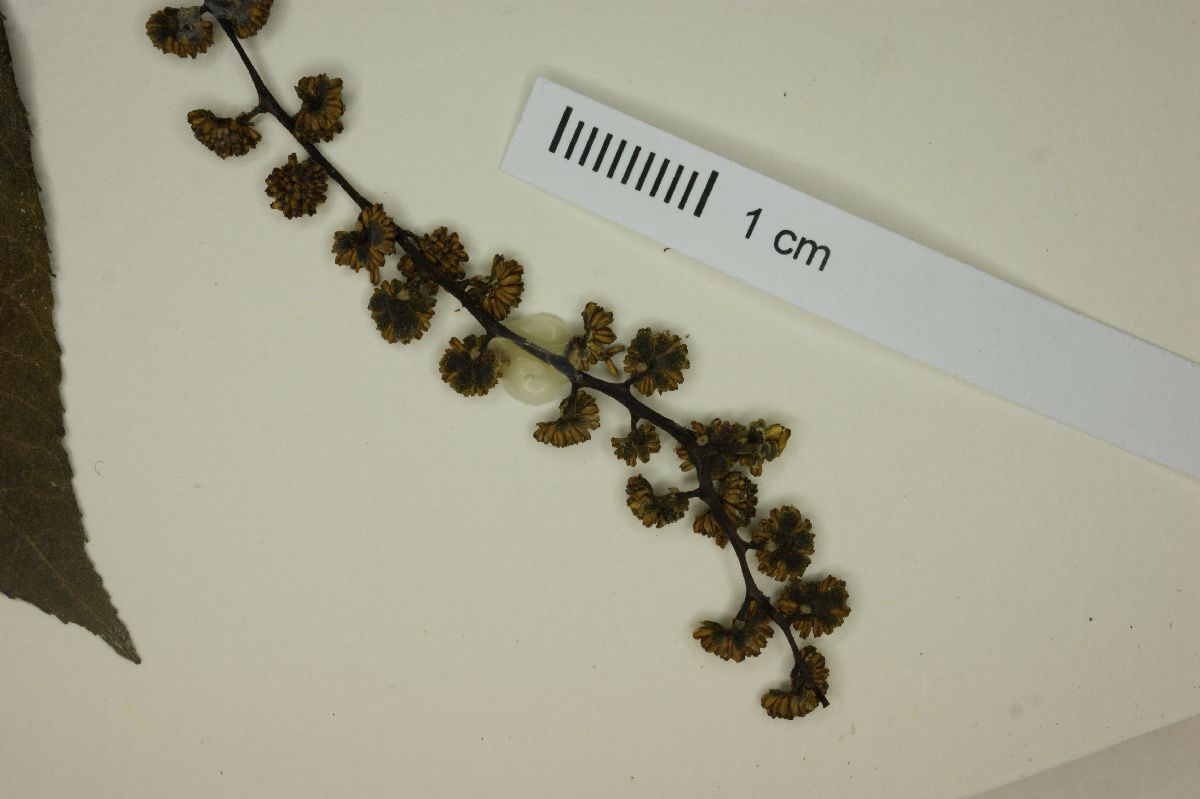 Juglans mollis image