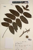 Juglans australis image