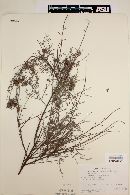 Krameria paucifolia image