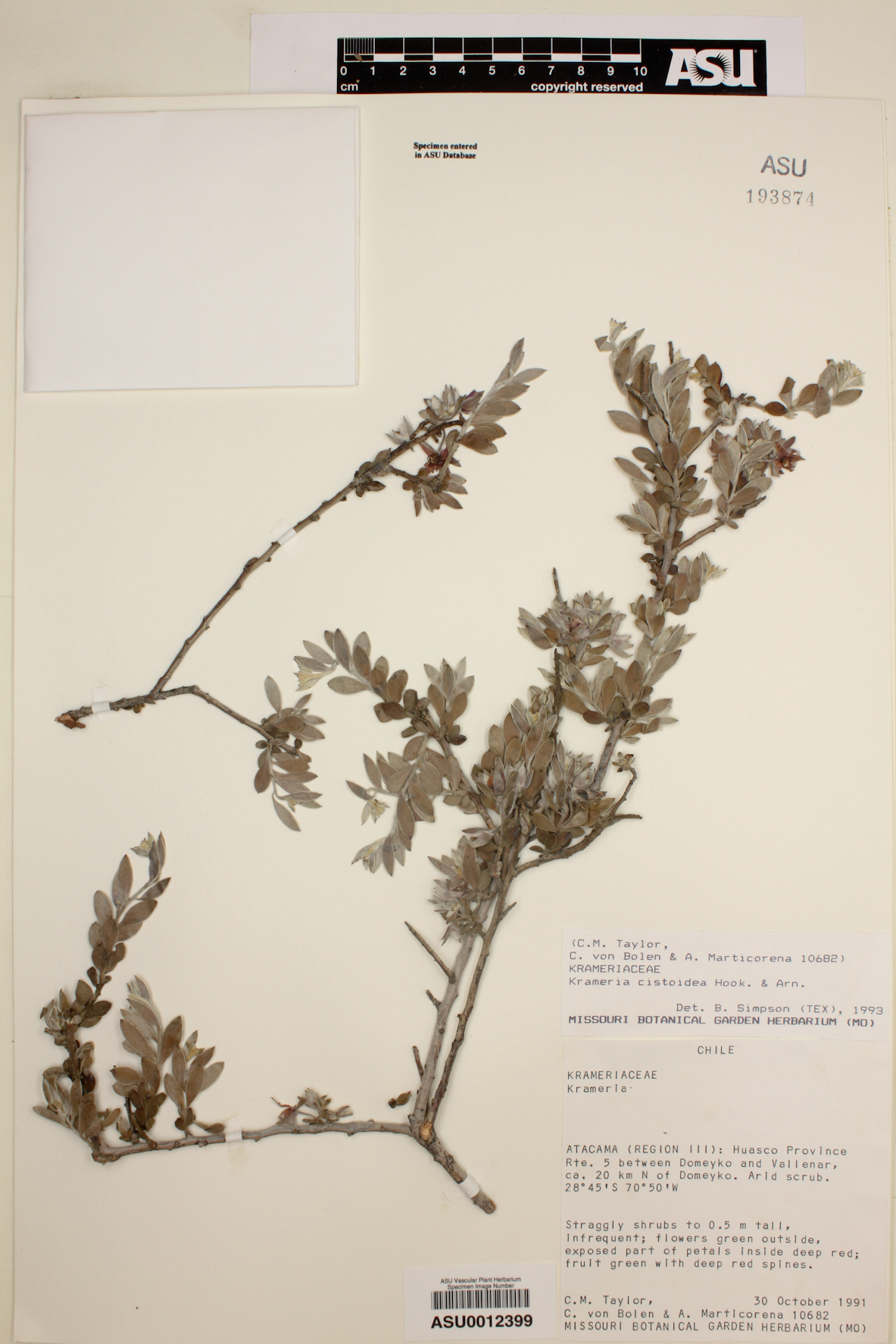 Krameria cistoidea image