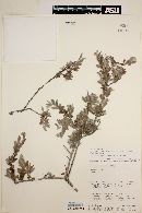 Image of Krameria cistoidea