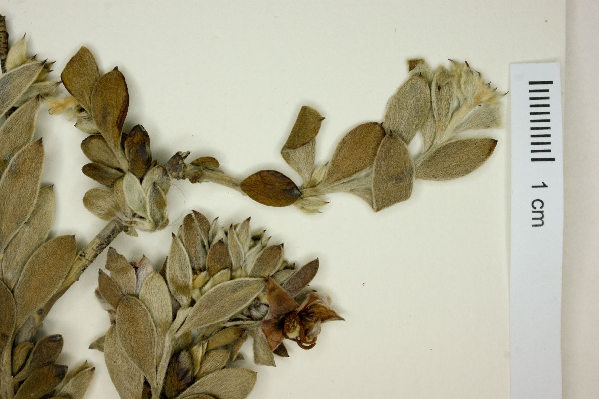 Krameria cistoidea image