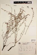 Image of Krameria grandiflora